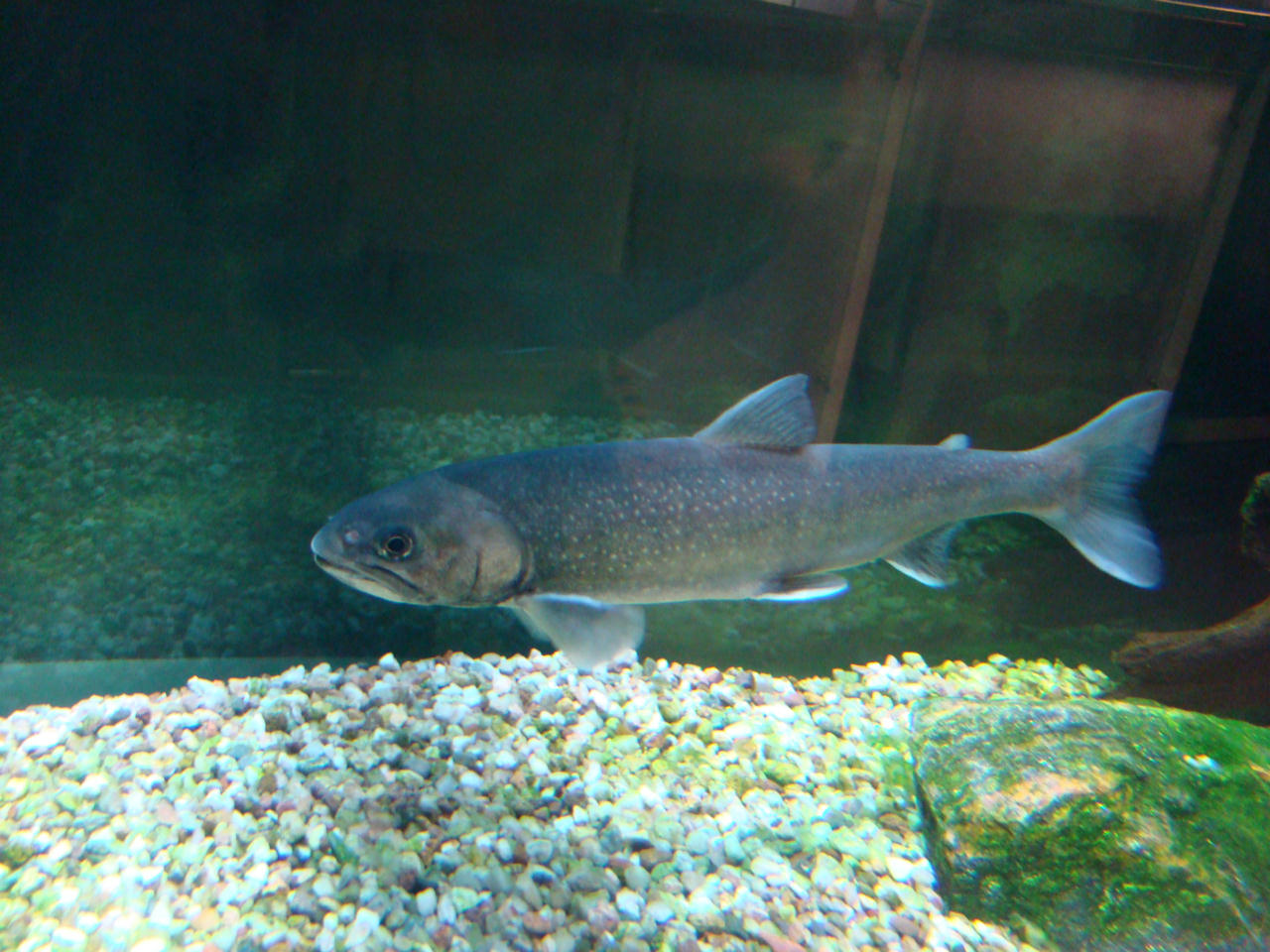 Salvelinus alpinus (Salmerino alpino)